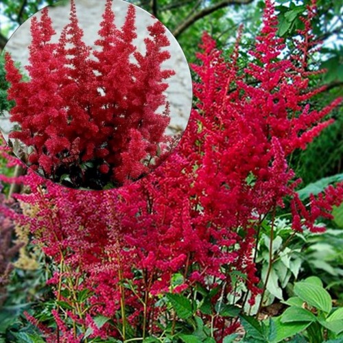 Astilbe arendsii 'Spartan' - Arendsi astilbe 'Spartan'